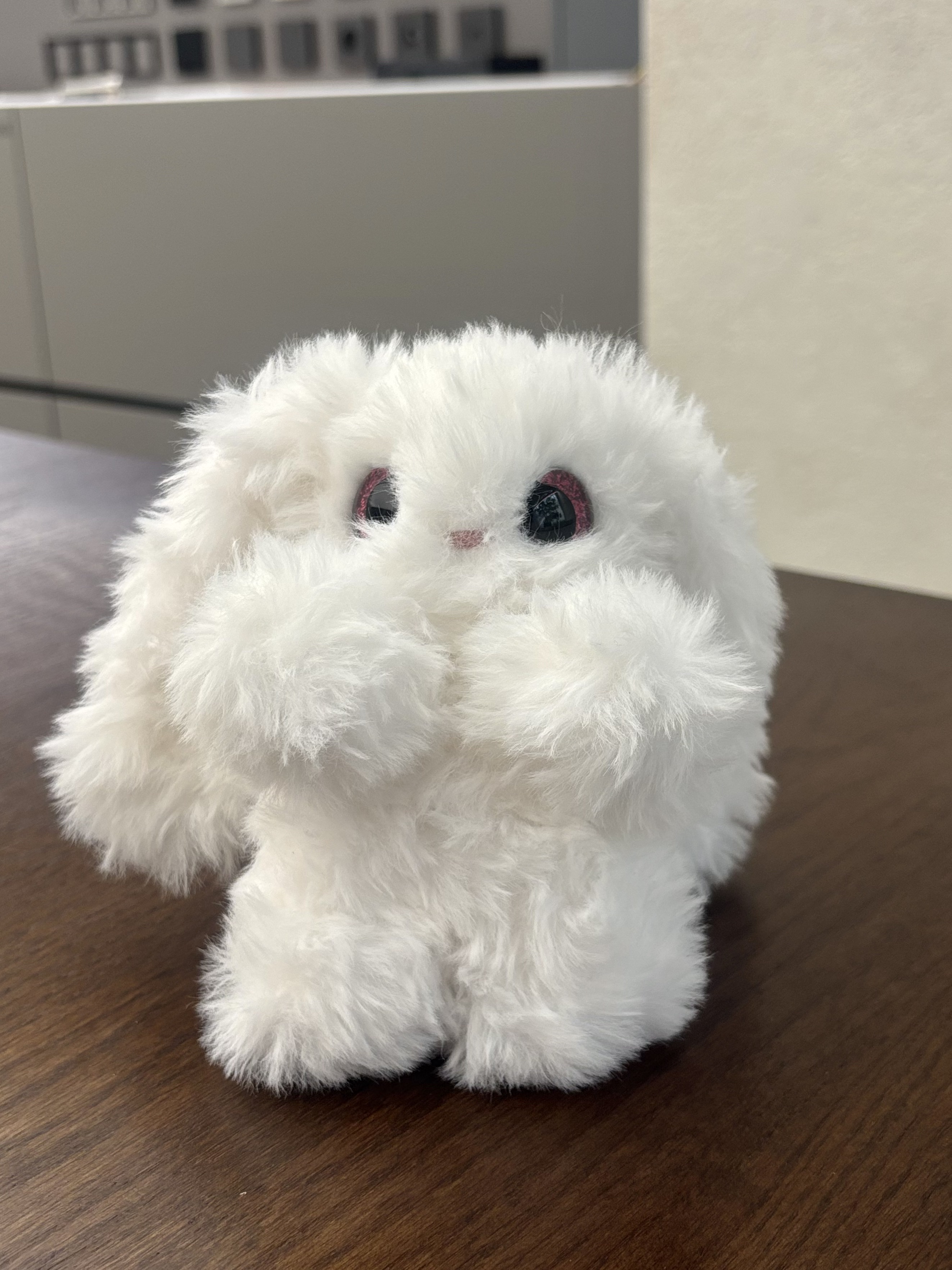 Lop Rabbit 7